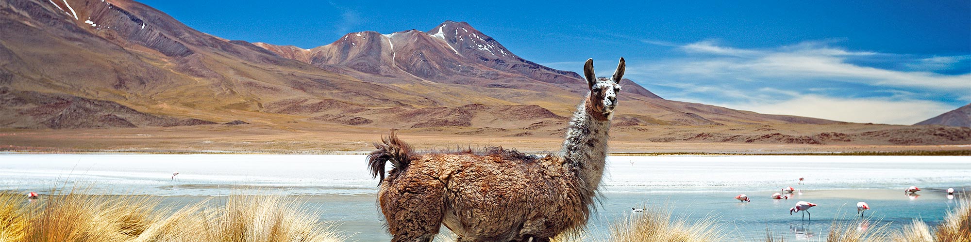 Trekking zu den Salzwsten, Lagunen, Vulkanen und dem Titicacasee - Trekking in Bolivien.