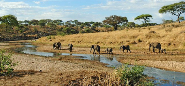 Tanzania schlägt Alarm – Tierarten durch Wilderer bedroht