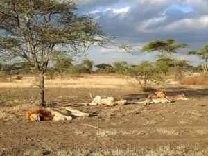 Fusssafari in Tanzania, Afrika