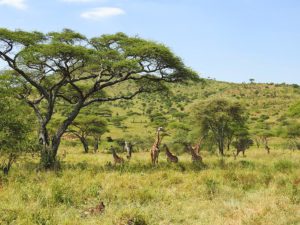 Safari in Tansania