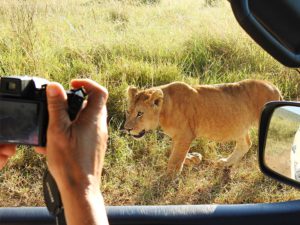 Tanzania Safari