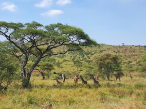 Safari in Tanzania