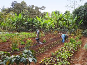 Kilimanjaro Farm House