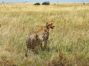 Safari in Afrika, Tanzania