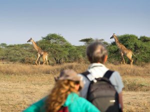 Safari - Tanzania Naturreise