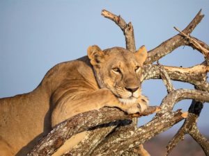 Tanzania - das Safari-Ziel in Afrika