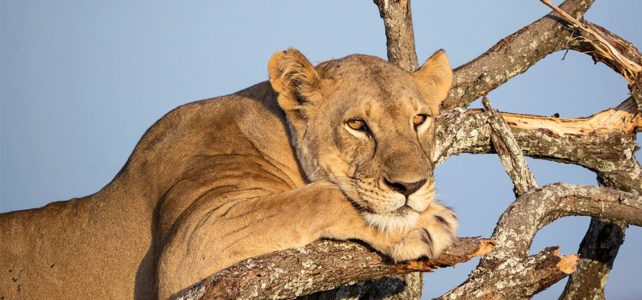 Tanzania - das Safari-Ziel in Afrika