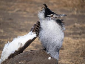 Tanzania Naturreise