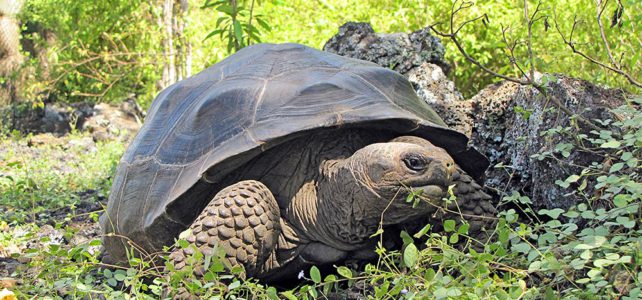 Aktivferien und Galapagos Nationalpark starten gemeinsam ein neues Projekt