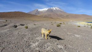 Bolivien Trekking