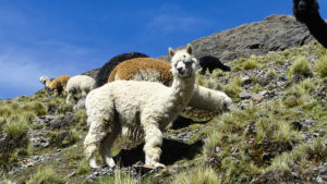 Bolivien Trekking