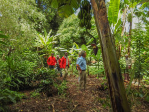 Kilimanjaro Marangu