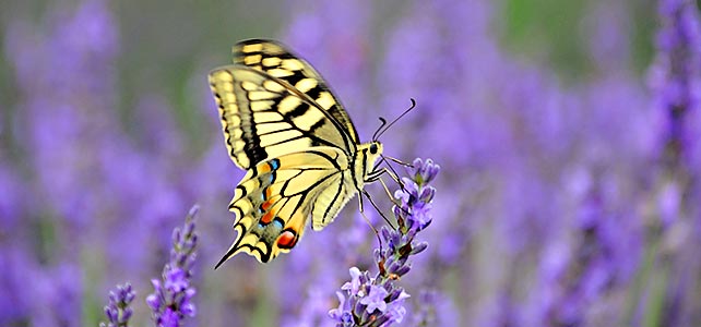 Lavendel, der Traum der Provence