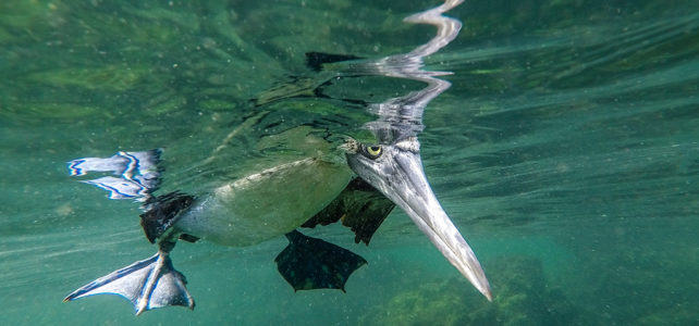 Galapagos, das Naturparadies in Bildern