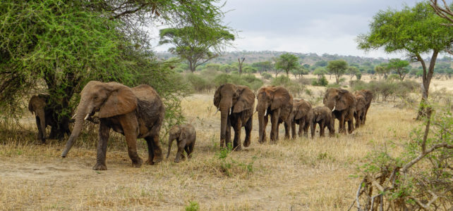 Reiseleiter Michael Scharenberg berichtet von der Tanzania Naturreise