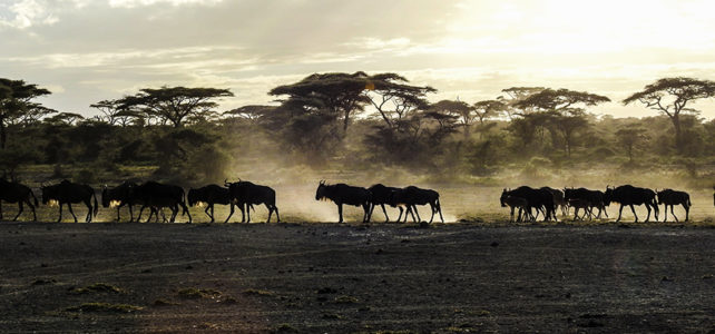 Pionierarbeit in der Serengeti