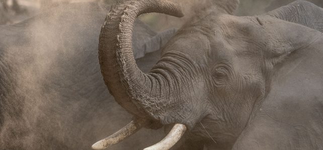 Fuss-Safari in Tanzania, ein Erlebnis für alle Sinne!