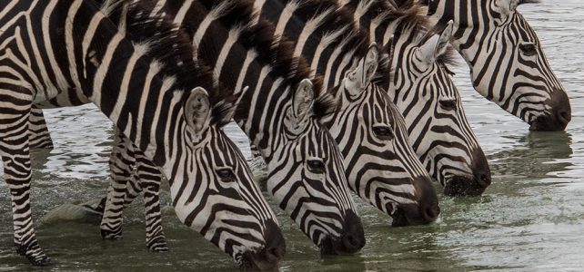 Reiseleiterin Carina Büchi berichtet von der Tanzania Naturreise