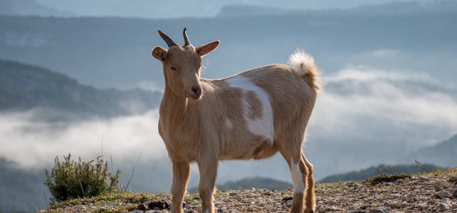 Frigoulet im Winterschlaf