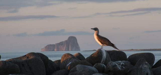 Grossartige News aus Galapagos