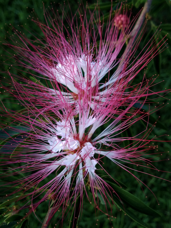 schöne Blumen bei der Hacienda Venecia