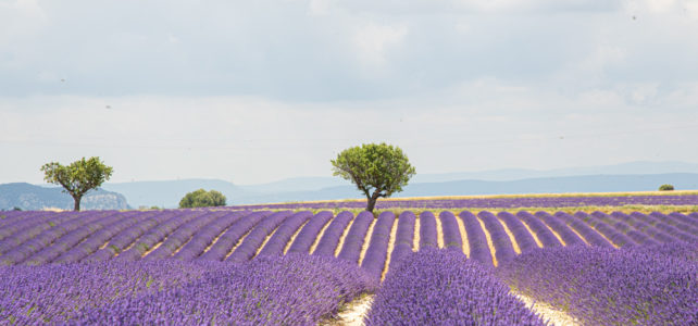 Juni Lavendelzeit im Domaine du Frigoulet