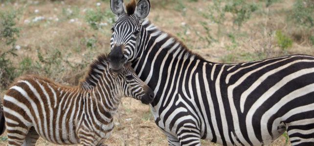 Einsam und alleine in der Serengeti wie vor 50 Jahren