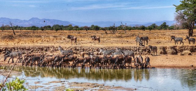 Naturreise Südtansania 3 / Der Tag, an dem der Massai Mereso ein Gnukalb am Wasserloch rettet.