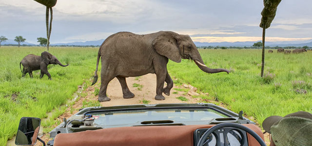 Live aus Safari in Südtanzania