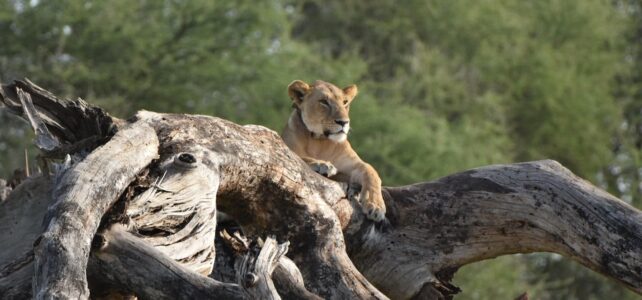 Reisebericht Tanzania Naturreise – atemberaubende Safari-Reise in Afrika