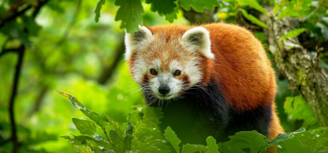 Naturreise Nepal – Einsames Nepal