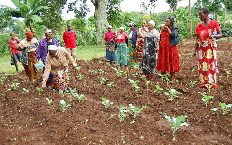 Gemsefarm in Tansania