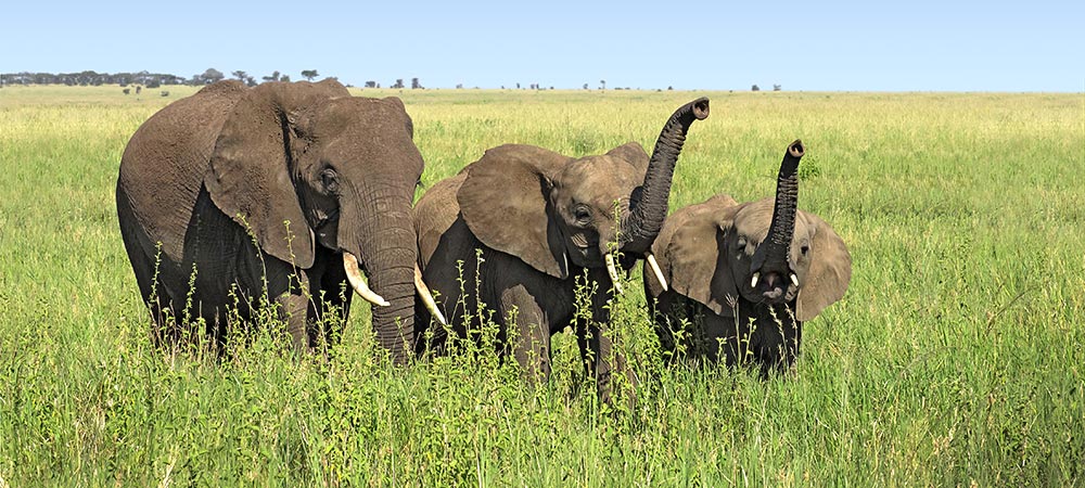 Tansania Safari / Naturreise