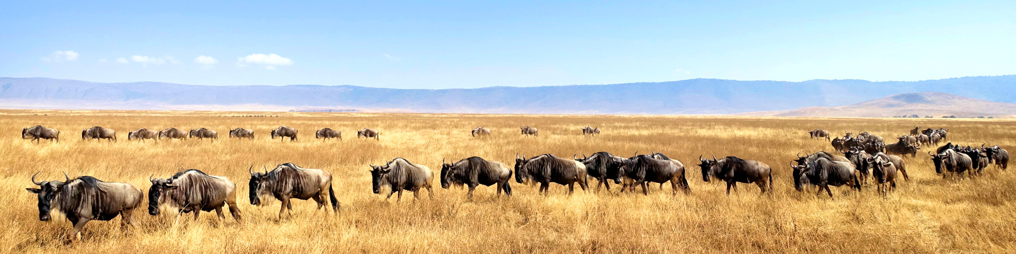 Fuss-Safari in Tanzania - ganz nah, mittendrin