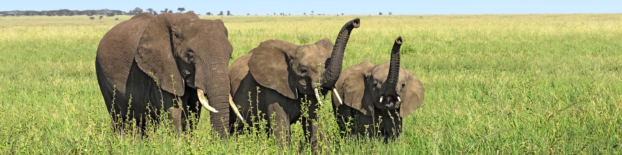 Safari-Paradies erleben - mit Aktivferien AG