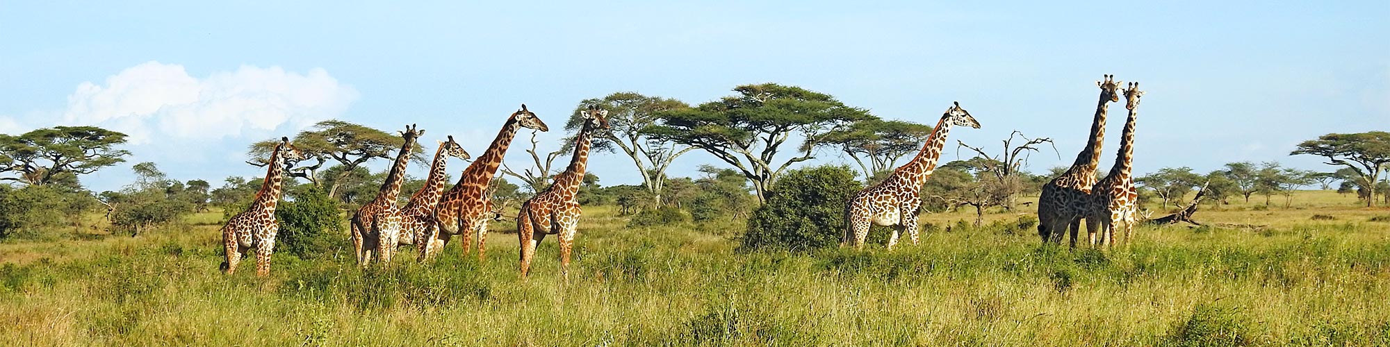 Studienreise Tanzania - im Safari-Paradies