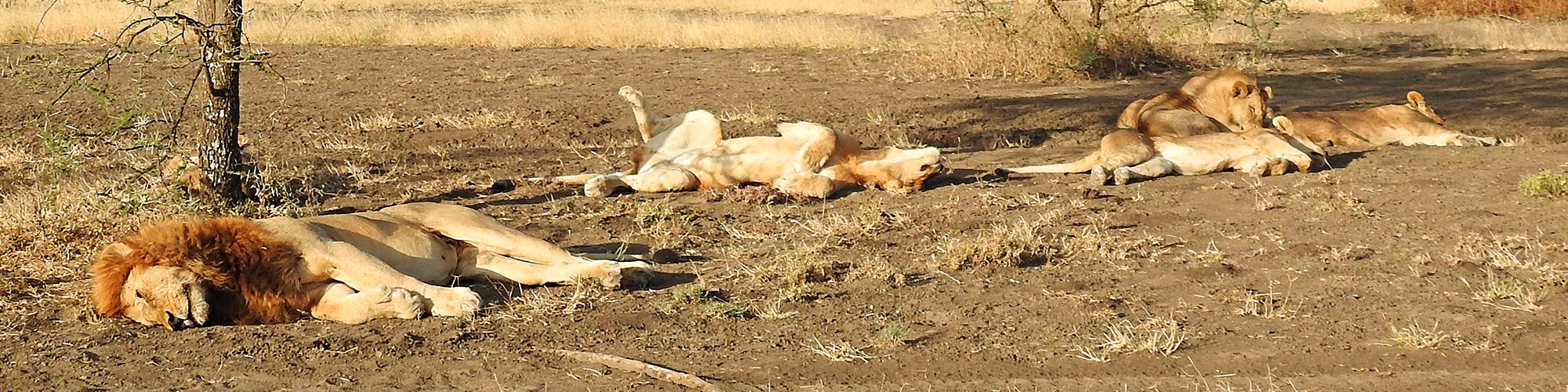 Safari in Tanzania - Studienreise