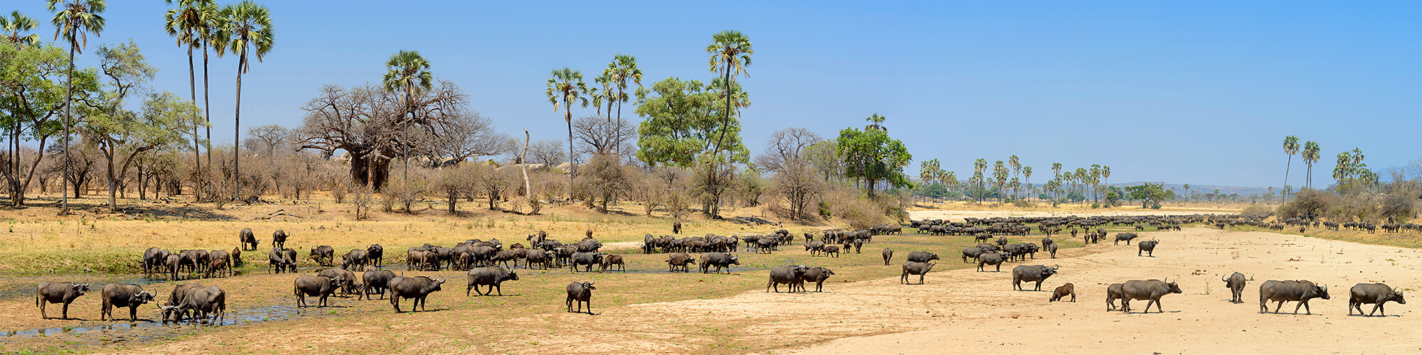Fuss-Safari in West-Tanzania - ganz nah, mittendrin