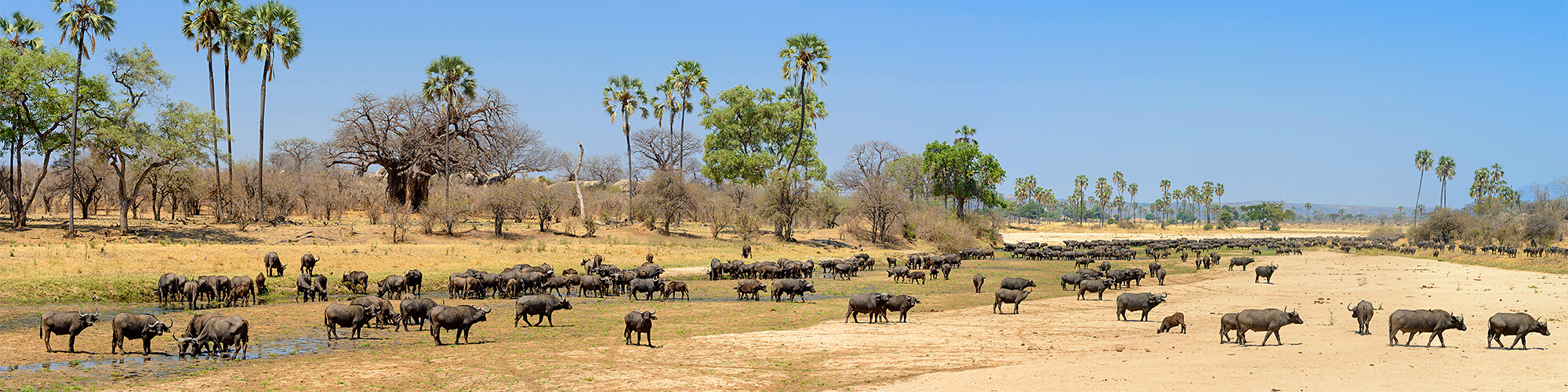 Safari in West-Tansania / Safari in Afrika