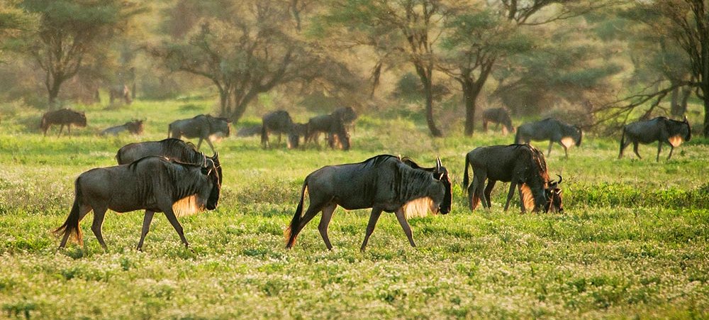 Studienreise in Tanzania - Fuss-Safari